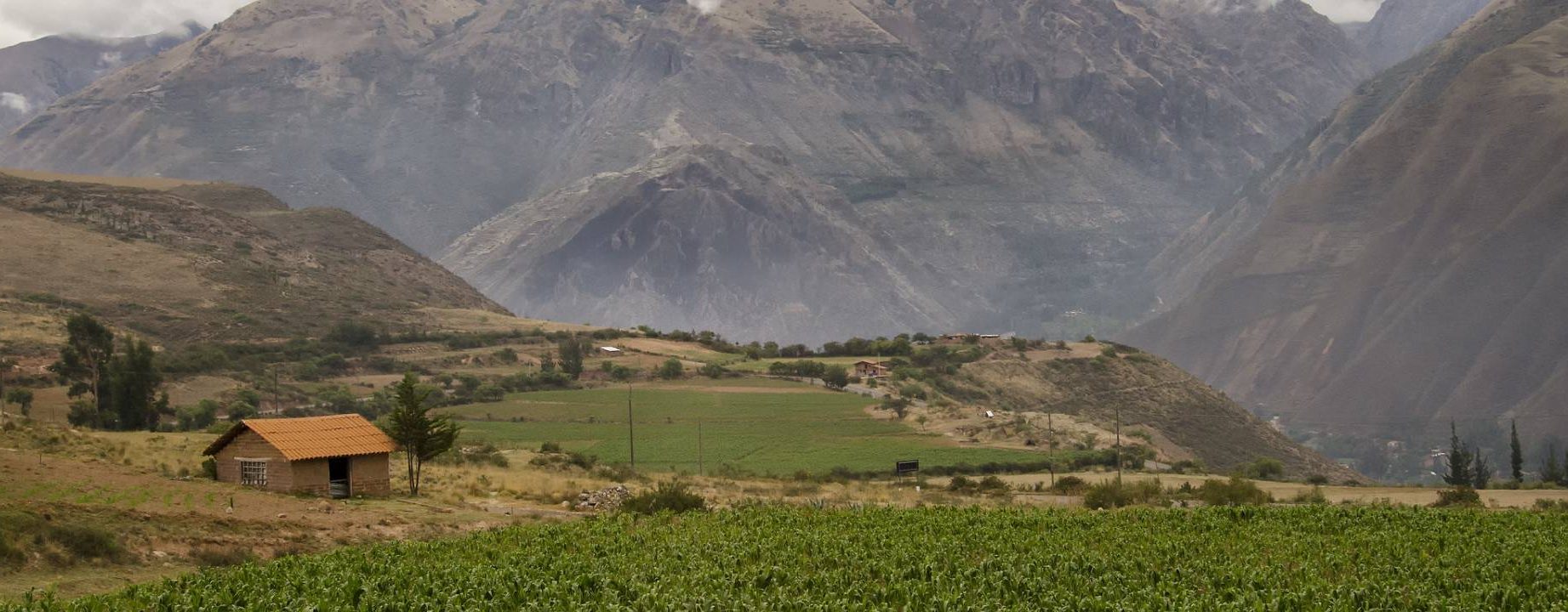maras